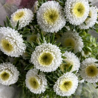 Aster