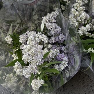 Buddleia