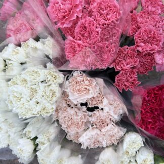 Carnations - Premium Imported