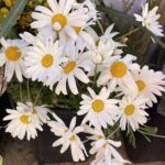 Daisy