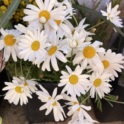 Daisy