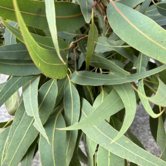 Hanging Gum