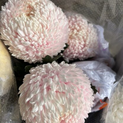 Chrysanthemums - Big mama