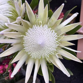 King Protea