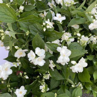 Mock Orange