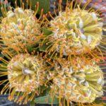 Pincushion