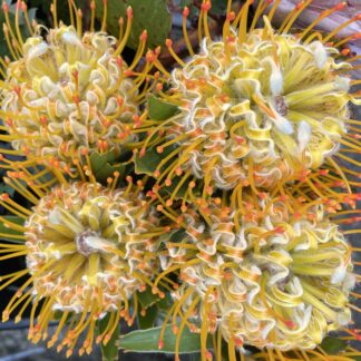 Pincushion