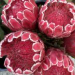 Protea Venus