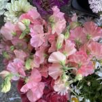 Sweet Pea