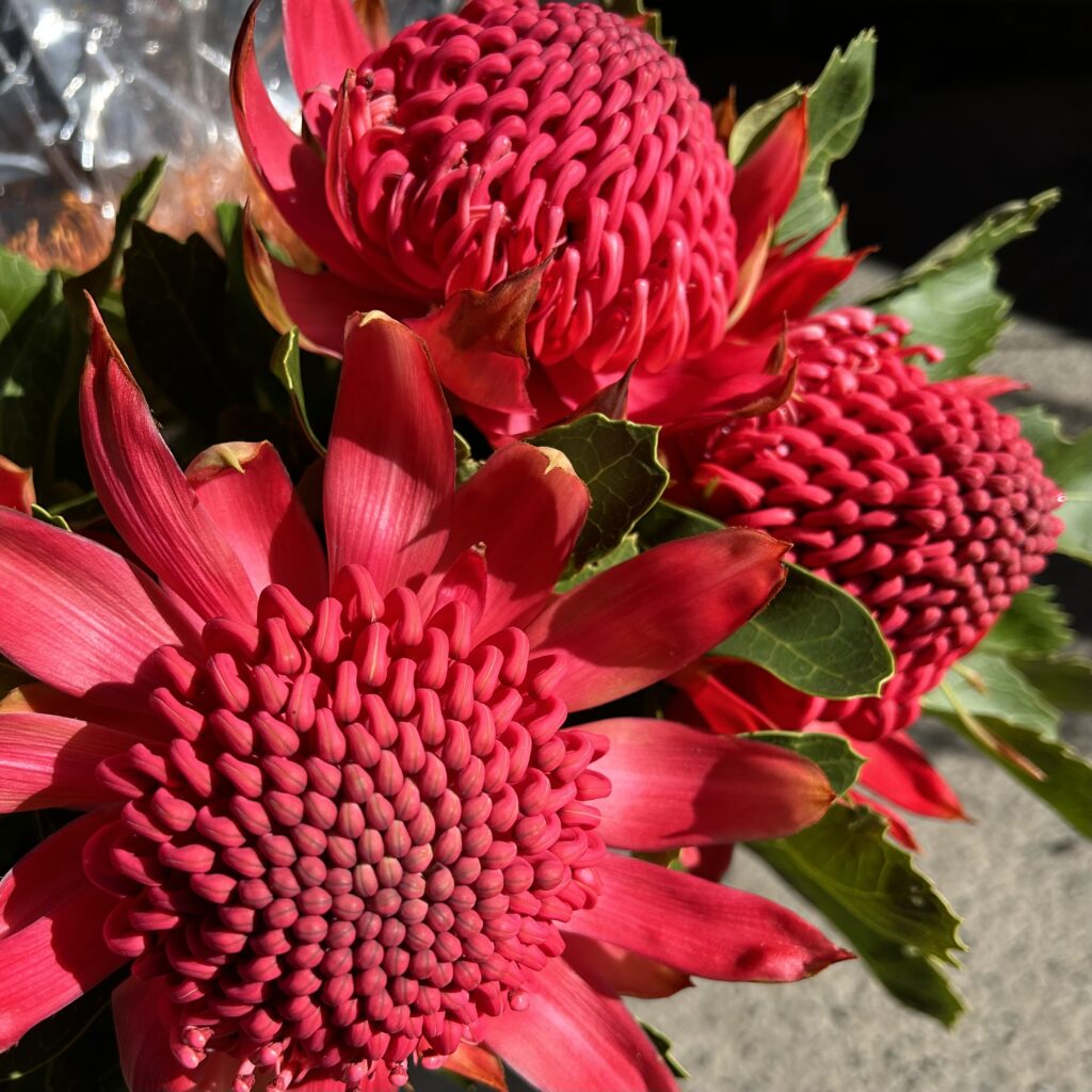 waratah-the-flower-express