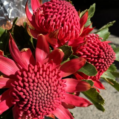 Waratah