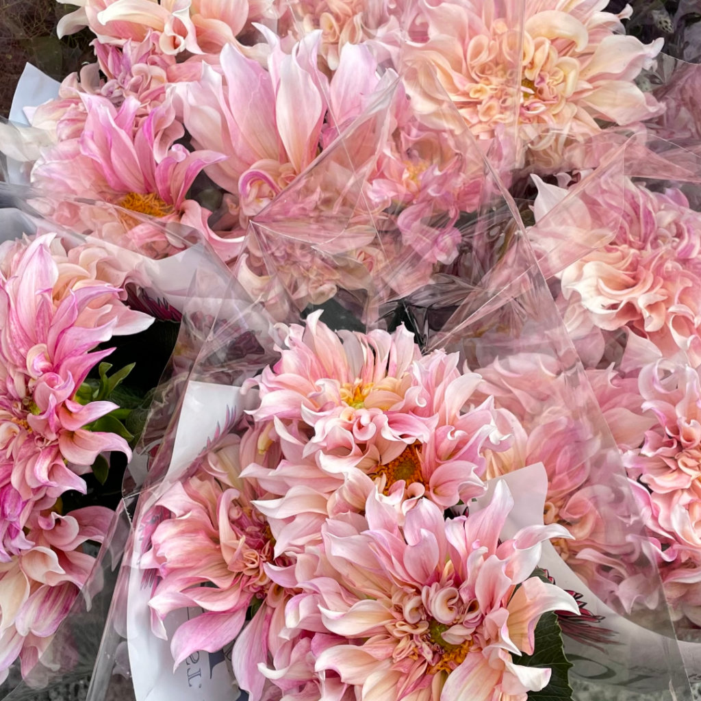 Dahlia Café au Lait The Flower Express