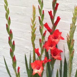 Gladioli