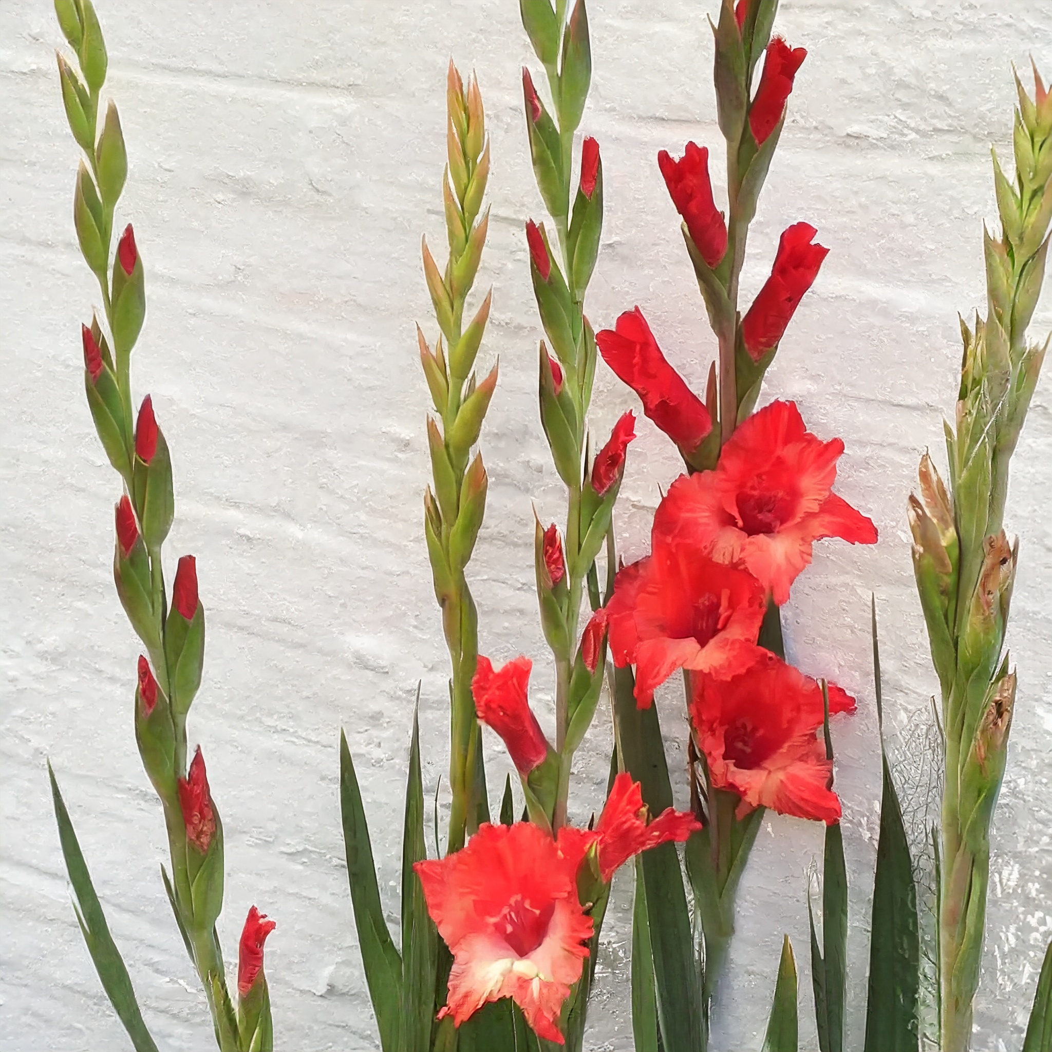 Gladioli The Flower Express