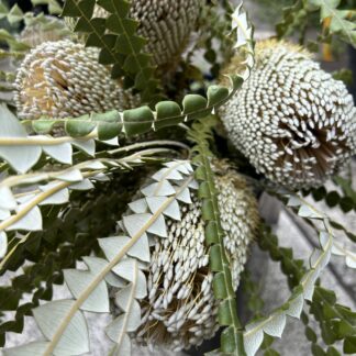Banksia Speciosa