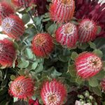 Banksia Coccinea
