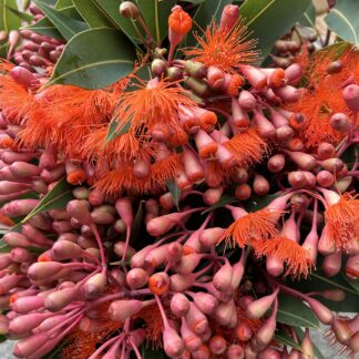Flowering Gum