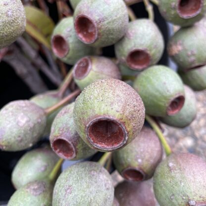 Gumnuts