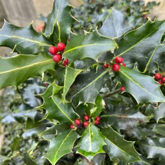 Holly (fresh)