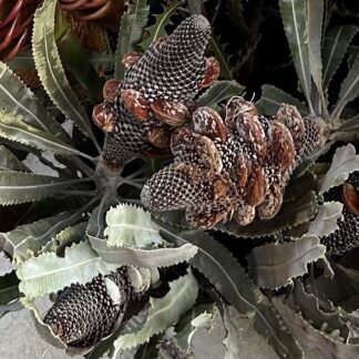 Banksia Menzi Cone