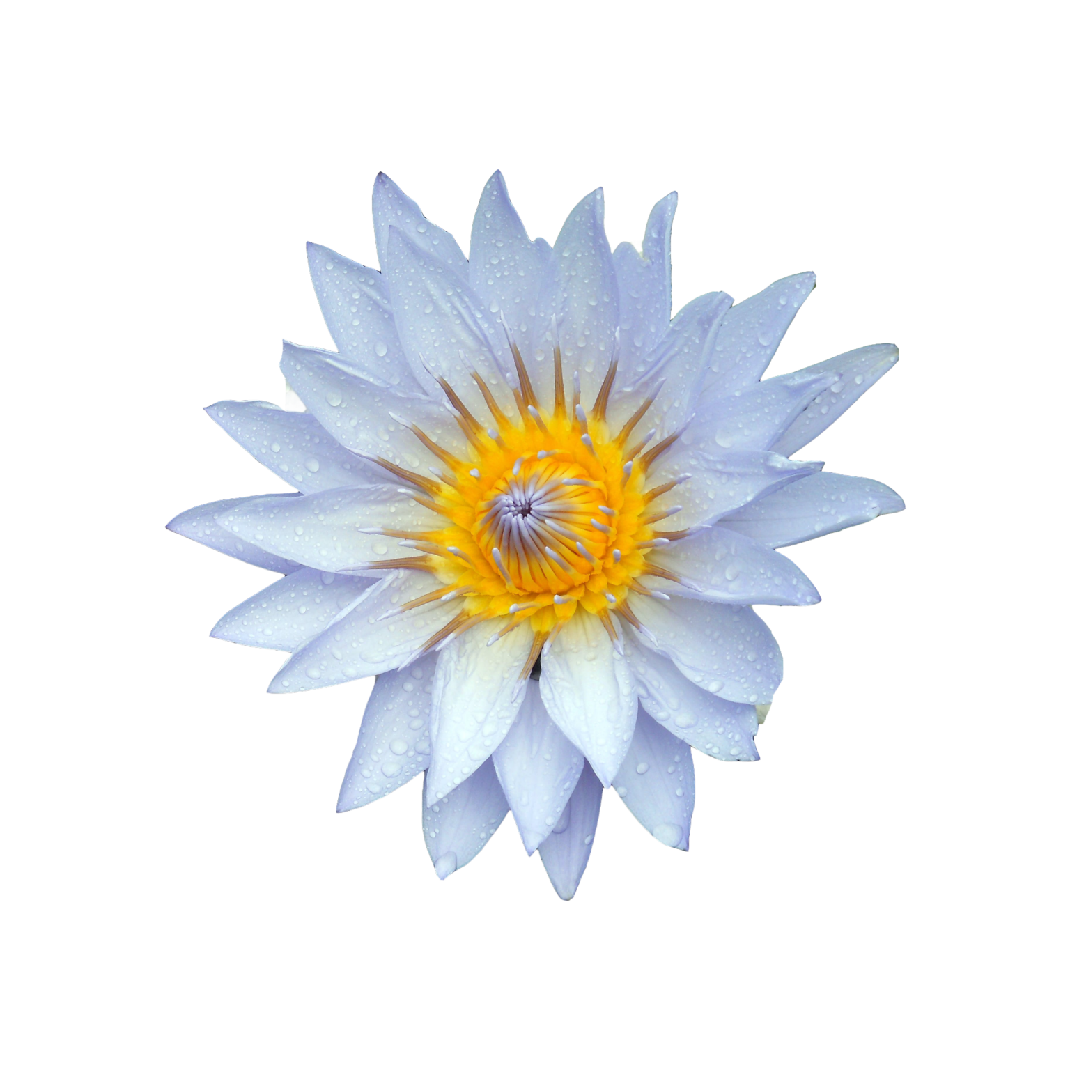 How it works The Flower Express