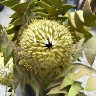Banksia Apple