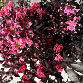 Crepe Myrtle