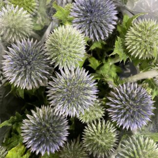 Echinops