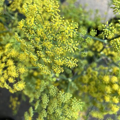 Fennel
