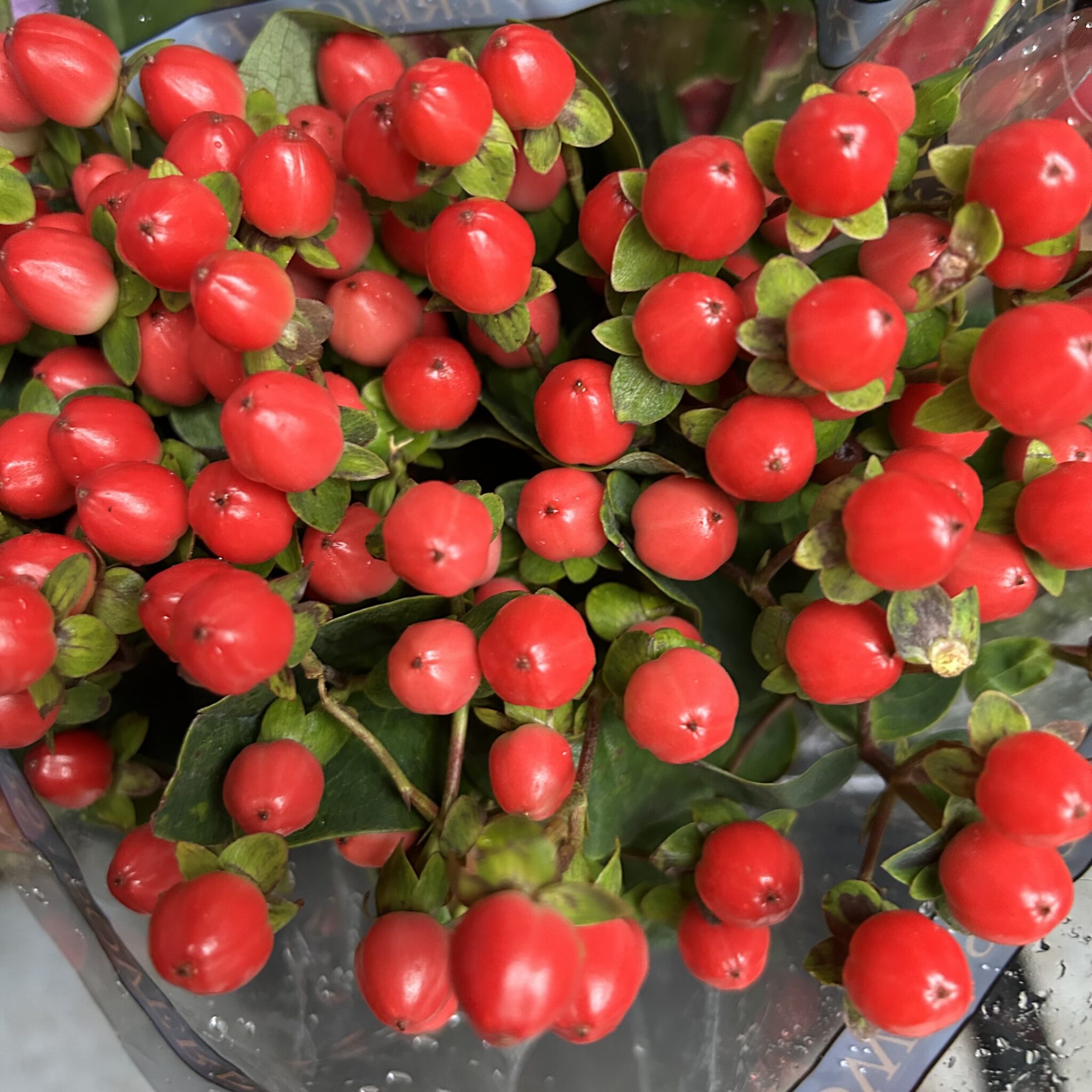 Hypericum Berry The Flower Express