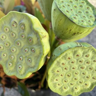 Lotus Pods