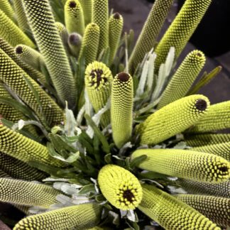 Banksia Attenuata