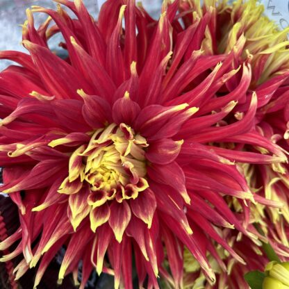 Dahlia - Firecracker