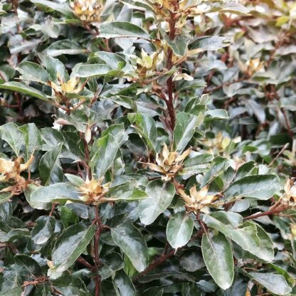 Elaeagnus bundle
