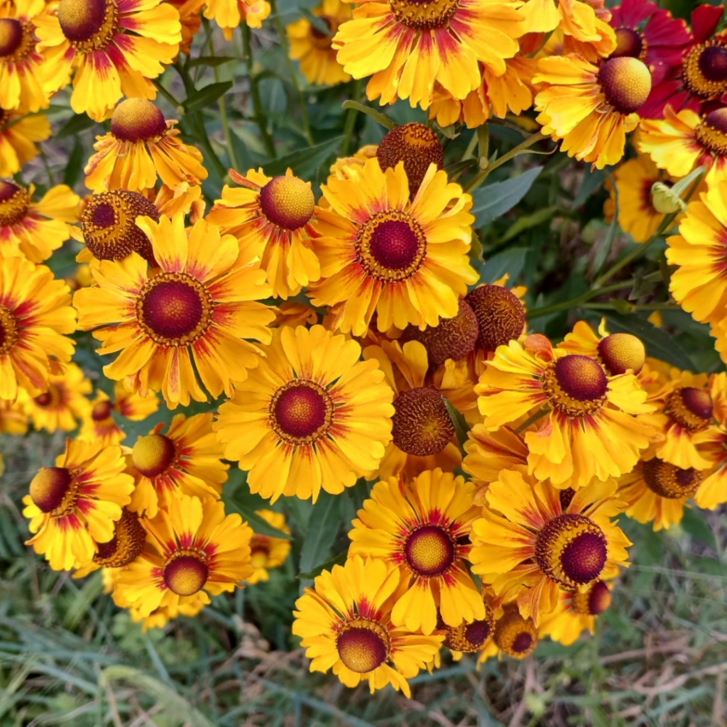 Helenium The Flower Express