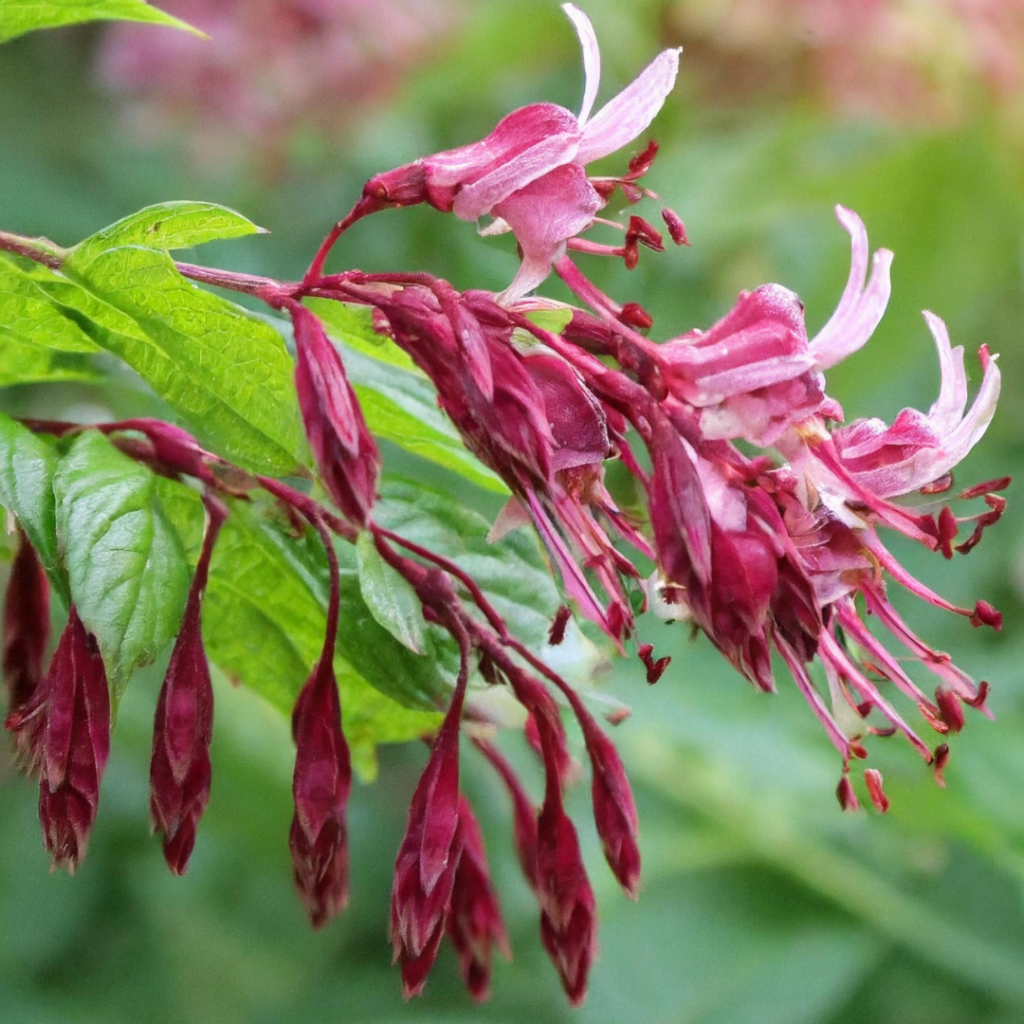 Himalayan Honeysuckle - The Flower Express