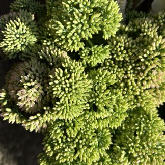 Sedum