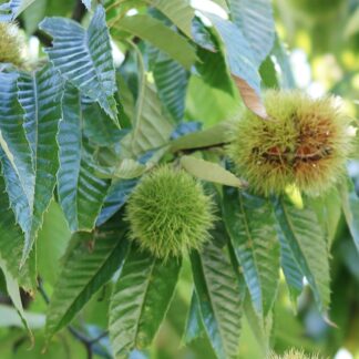 Chestnut Flower