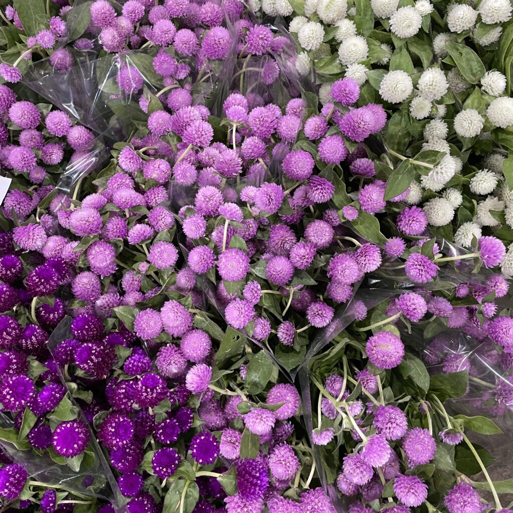 Bachelor Button The Flower Express