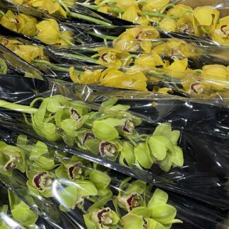 Cymbidium