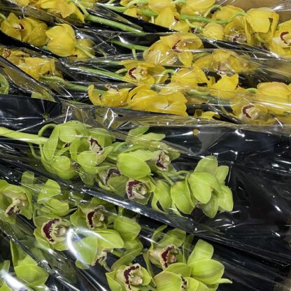 Cymbidium