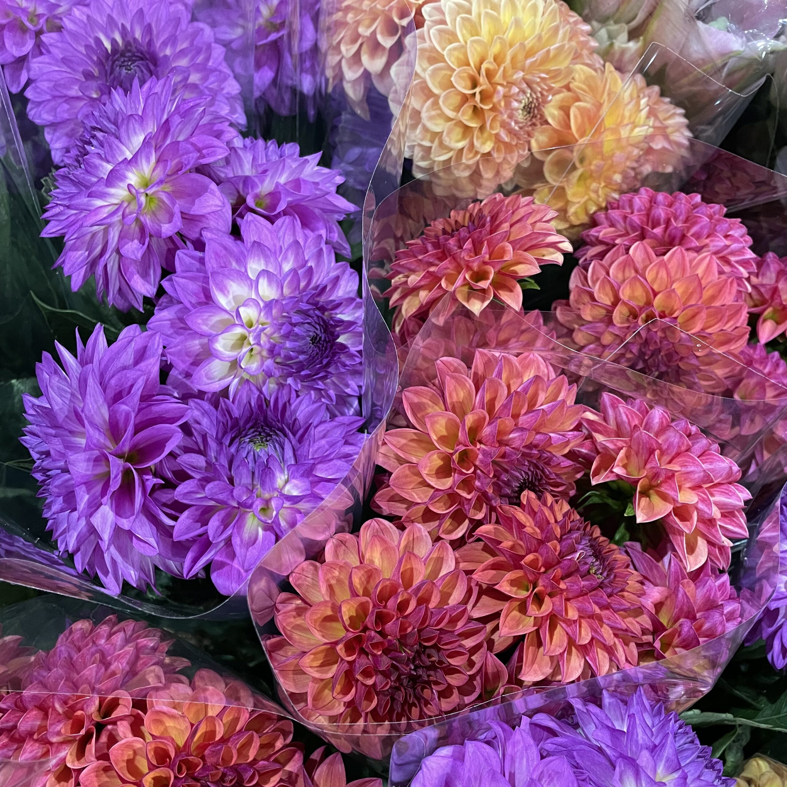 Dahlia XL The Flower Express