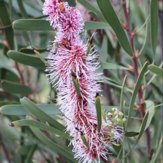 Hakea