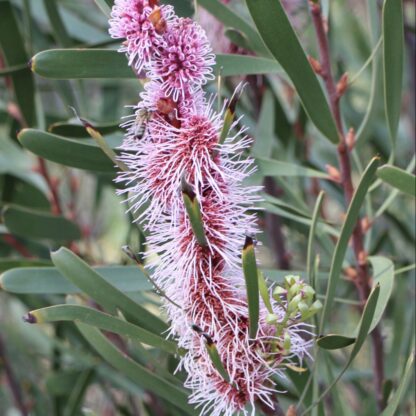 Hakea