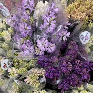 Hyacinths