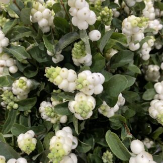 Snowberry