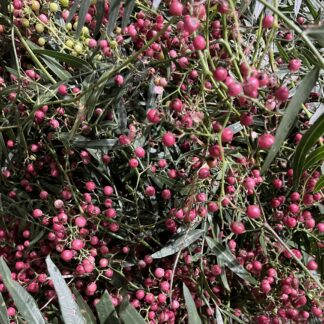 Peppercorn