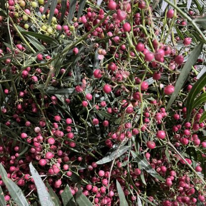 Peppercorn