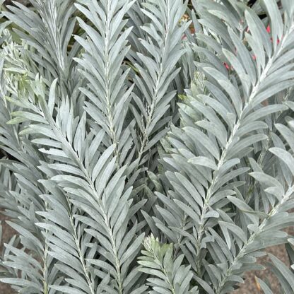 Silver Wattle