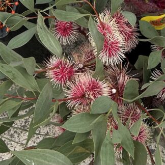 Hakea Pinwheel